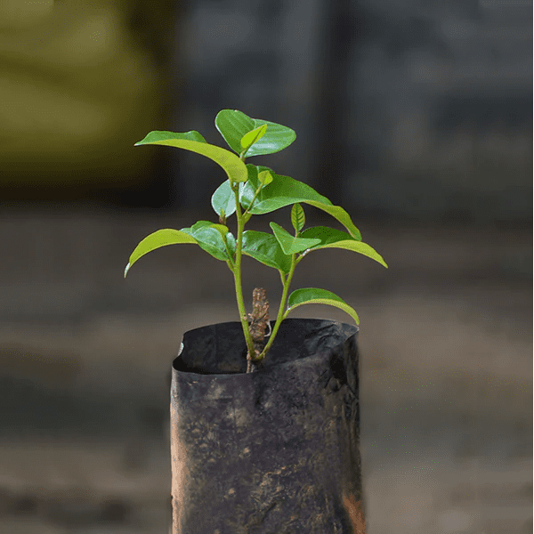 Ceylon Olive Live Plant (Elaeocarpus Serratus)