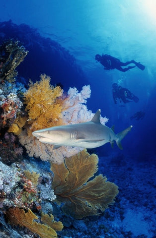 under water great barrier reef