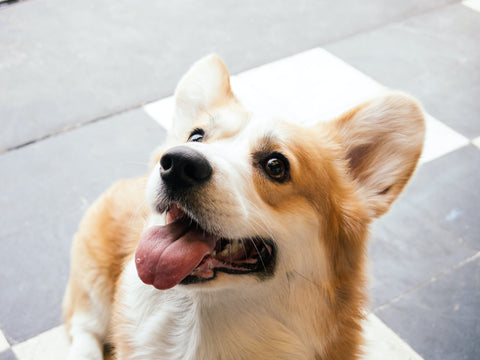 Corgi mix looking up