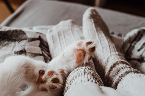 Dog laying down on womans legs