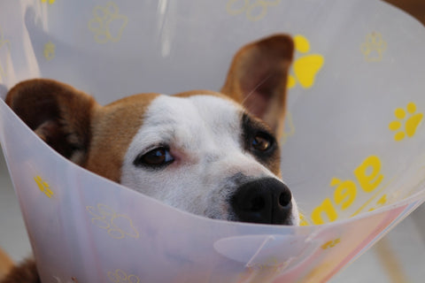 Dog in a cone