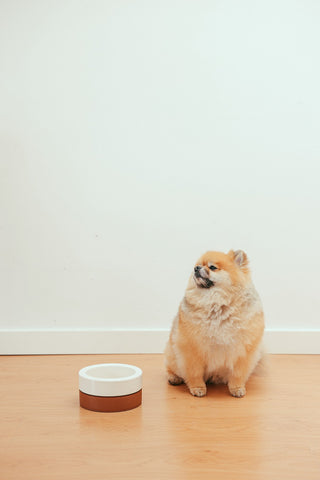 Mini Pomeranian sitting next to a bowl