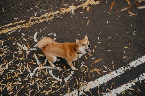 Dog looking up on the road