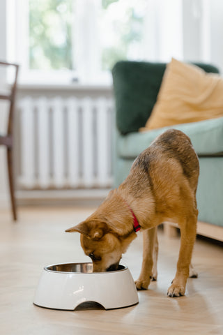 Dog eating out of dog bowl