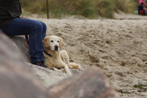 Dog laying on a persons feet on the beach