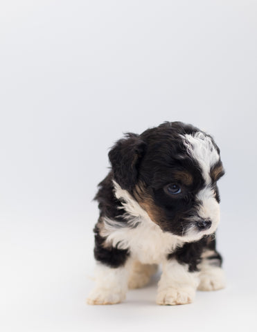 Small German poodle puppy 