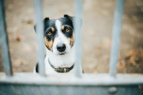 Dog behind a fence looking at camera