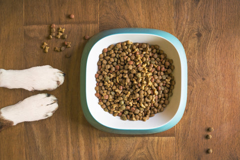 Dog food in a bowl