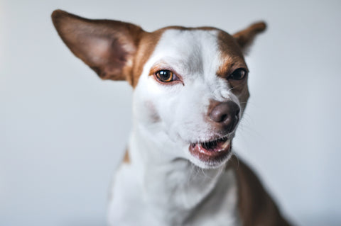 Brown and white dog looking at a camera