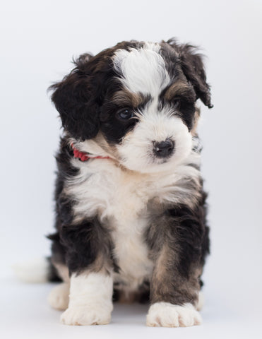 Black and white small puppy