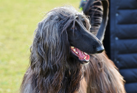Afghan hound with its owner