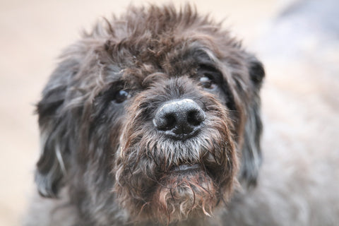 Bergamasco Sheepdog looking at the camera