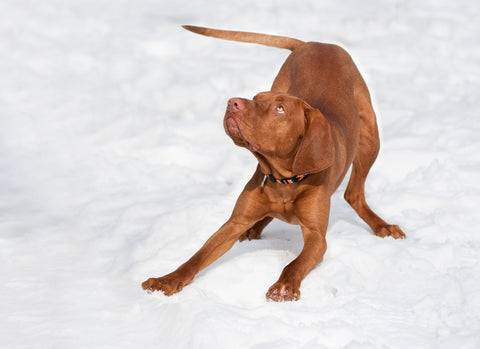 Vizsla in the snow