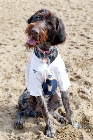 Wirehaired Pointing Griffon on the beach