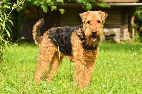 Airedale Terrier standing in a garden