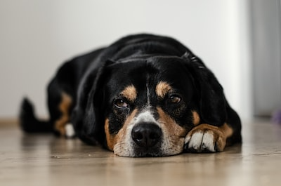 dog lying down looking up