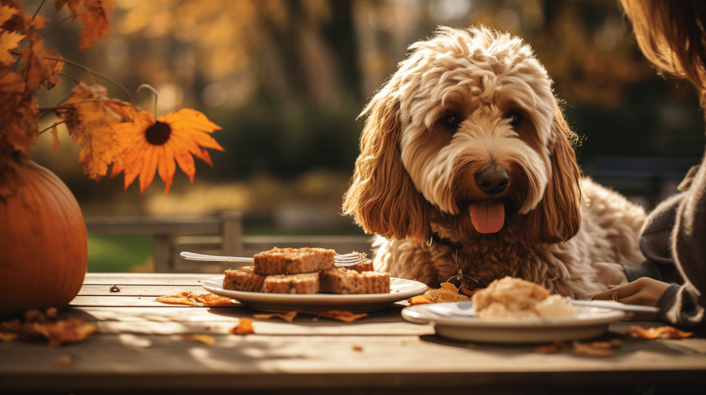 labradoodle pumpkin treats