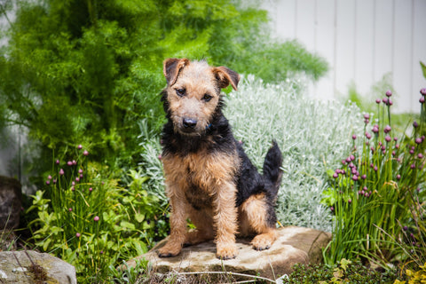 Lakeland Terrier sitting on a rock