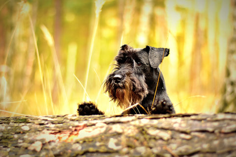 Schnauzer on a tree log