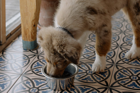 dog is eating out of a bowl