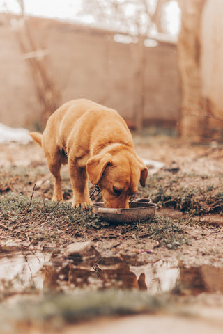 dog eating cherries out of a bowl