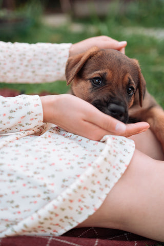 puppy eating out of a womans hand