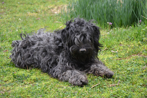 Small Puli on the grass