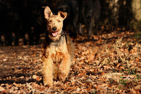 Welsh Terrier waling through leaves