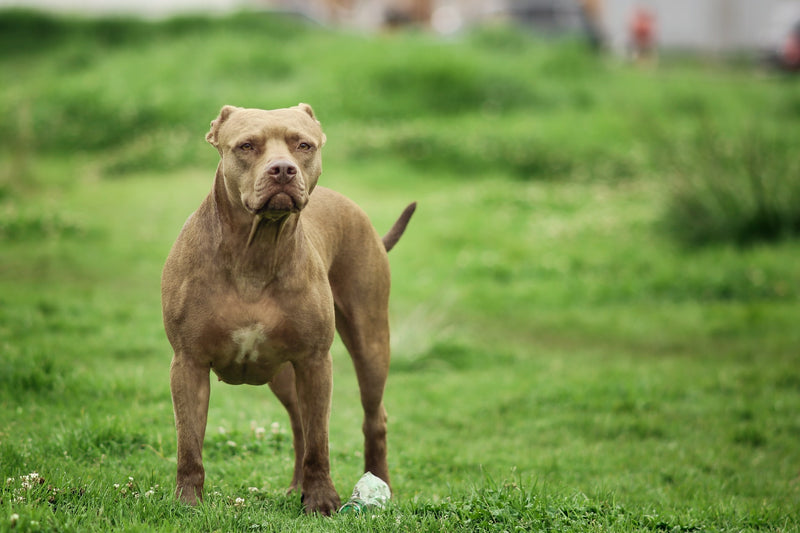 can dogs build muscle