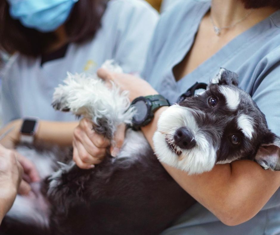 schnauzer at vet