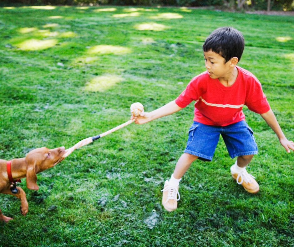 kid playing tug toy with dog