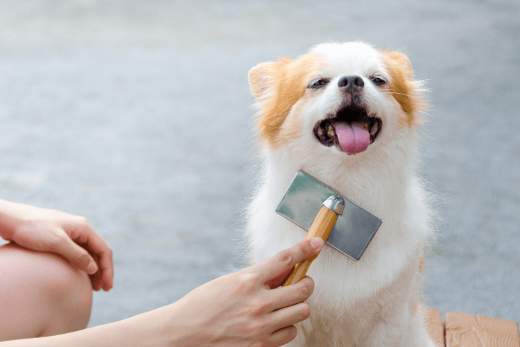 brushing dog
