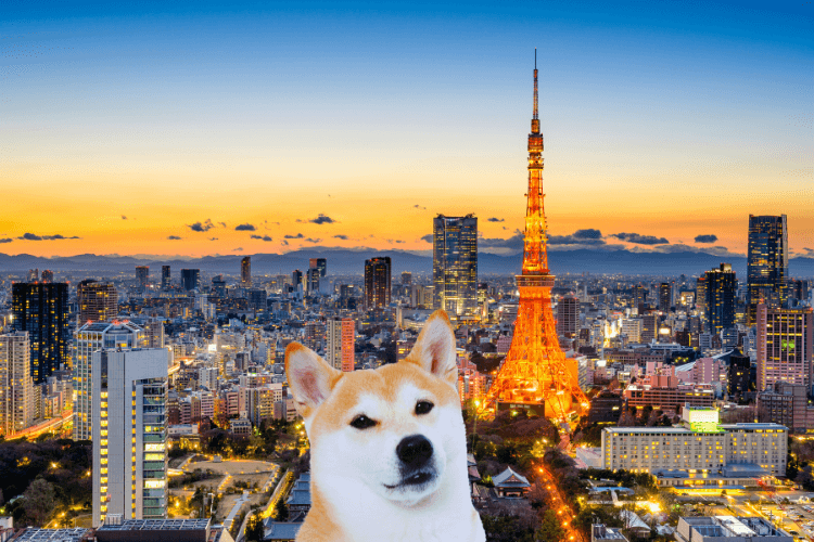 dog in tokyo