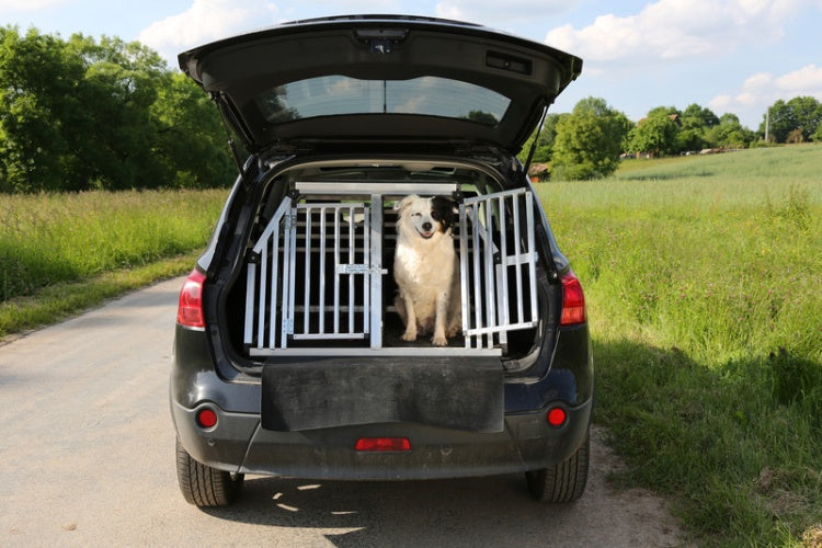 dog in the cage in car