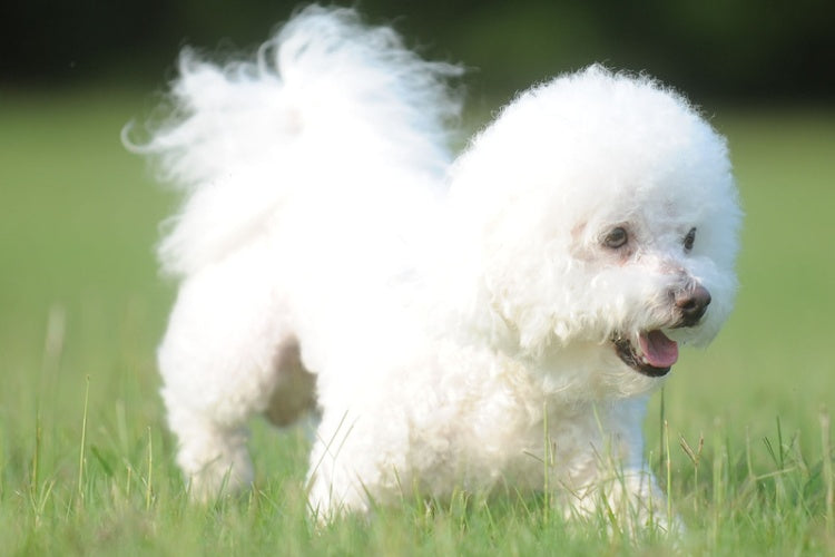 Bichon Frise running at the park 