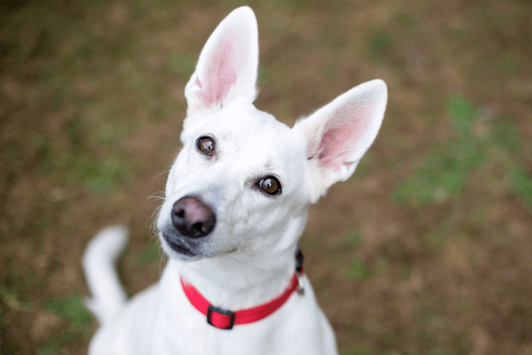 dog with ears up