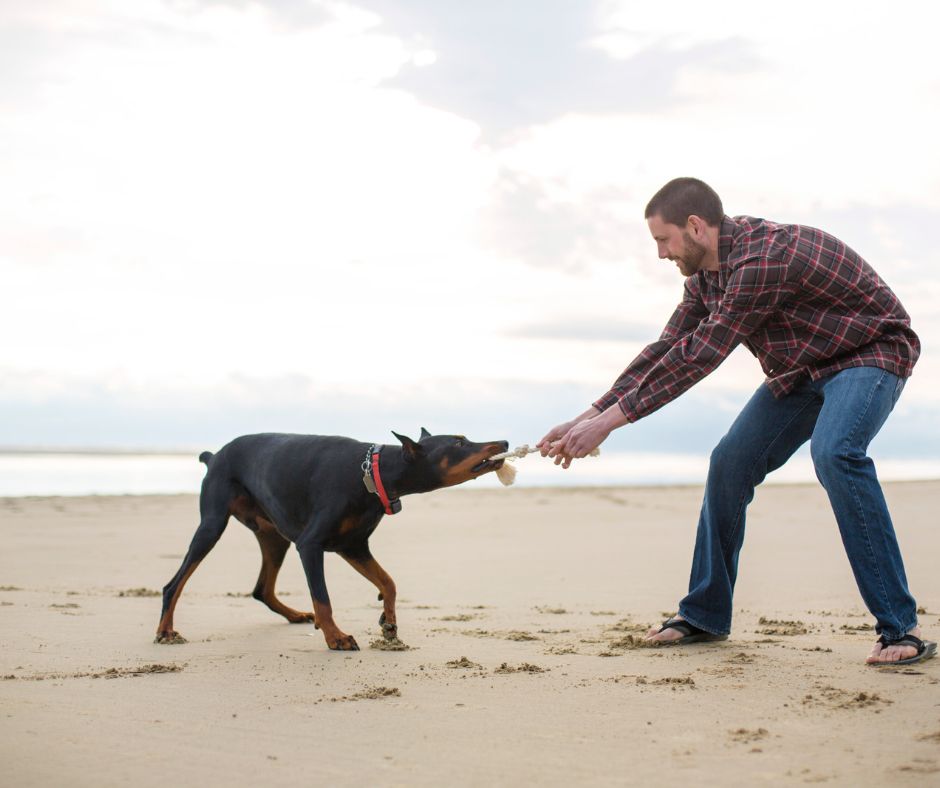 man playing tug toy with dog at the beach