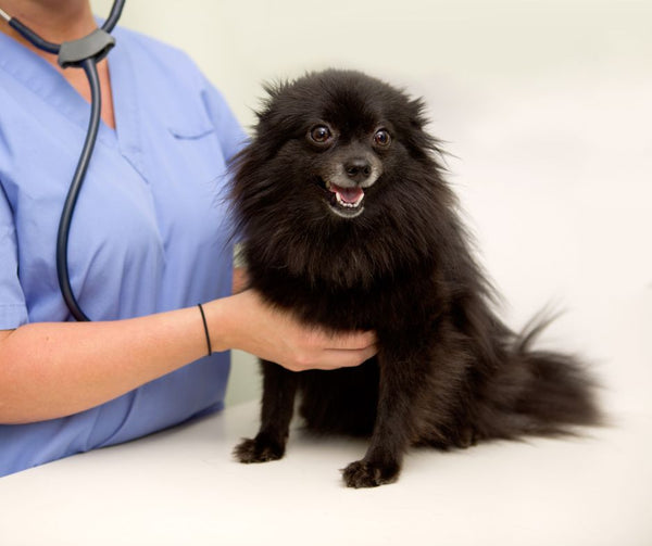 dog checking up at vet