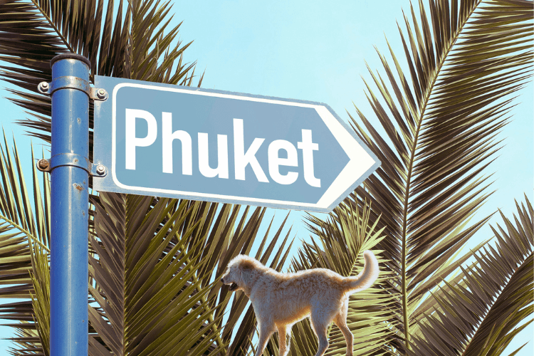 dog in Phuket