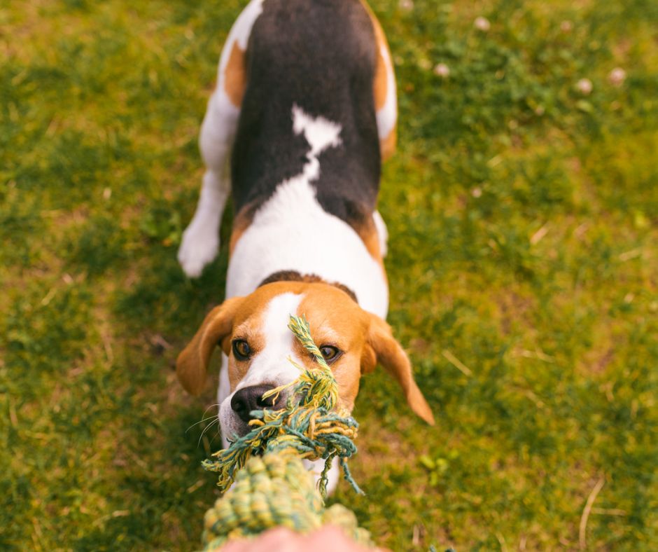 dog chewing on tug toy