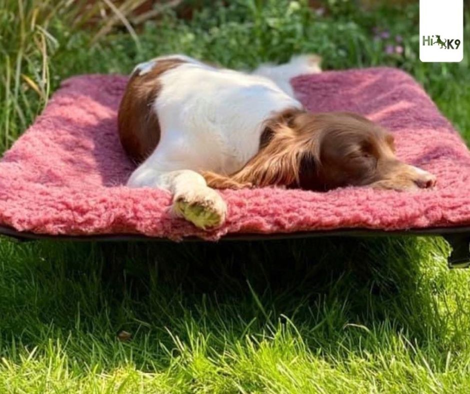 dog sleeping on mesh bed