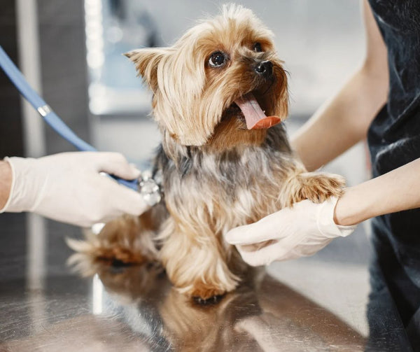 dog at vet with owner