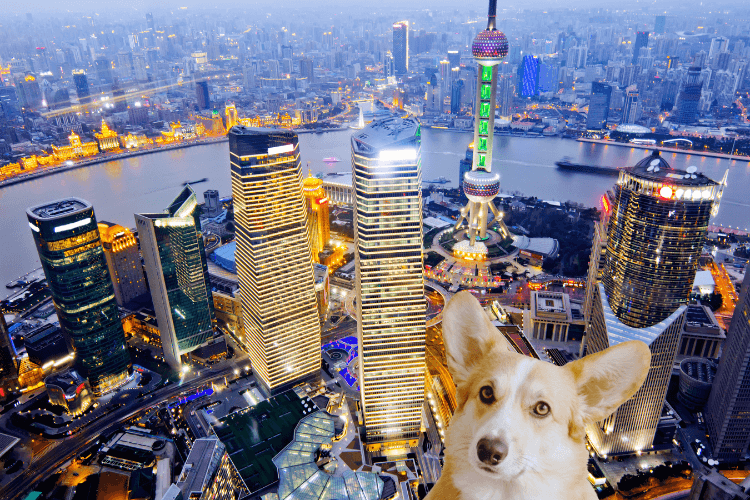 dog in Shanghai