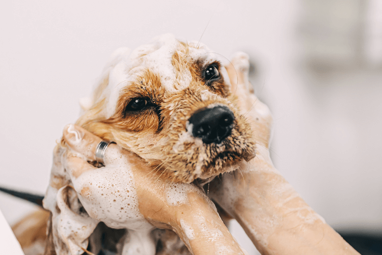 showering dog