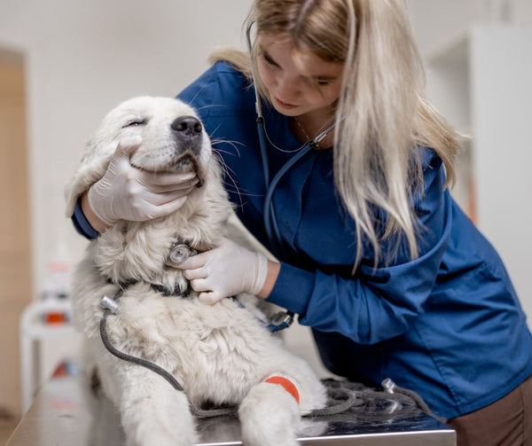 vet checking dog 