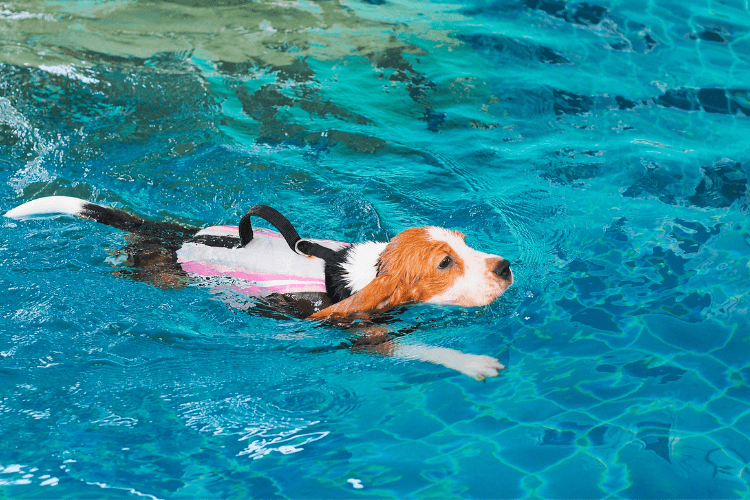 dog swimming