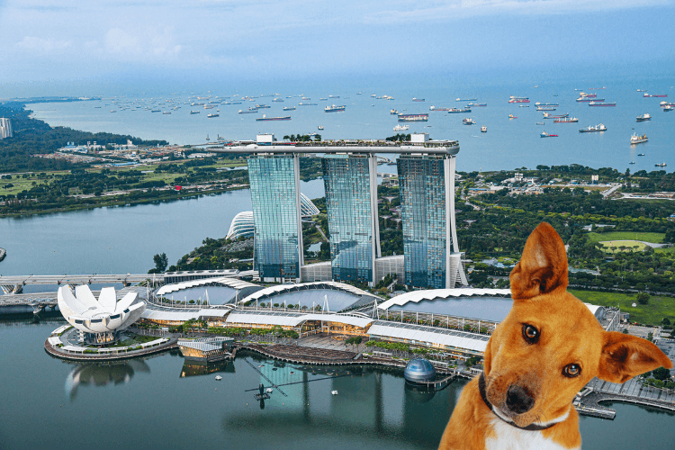 dog in singapore
