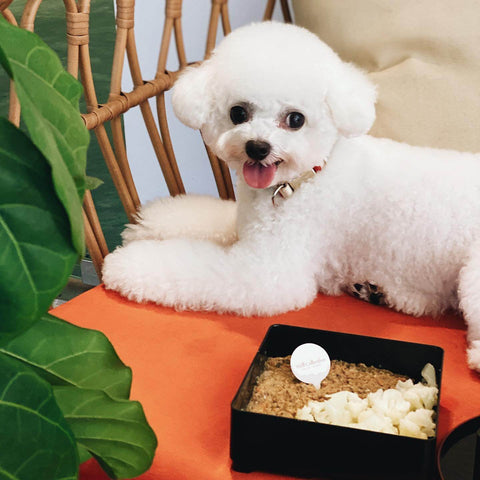 dog on the table with food