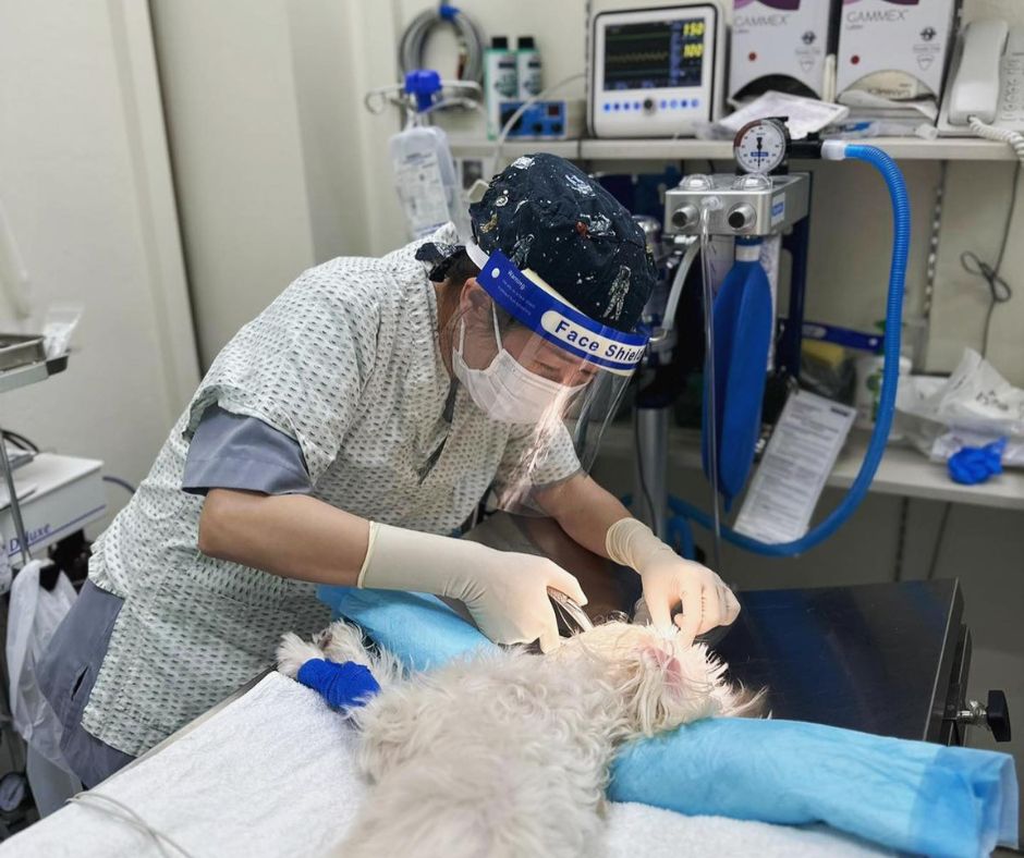 vet treating dog