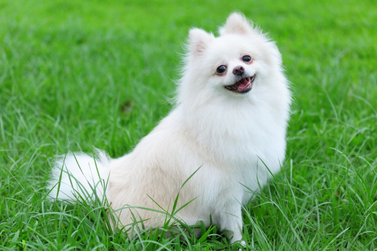Pomeranian sitting on the grass